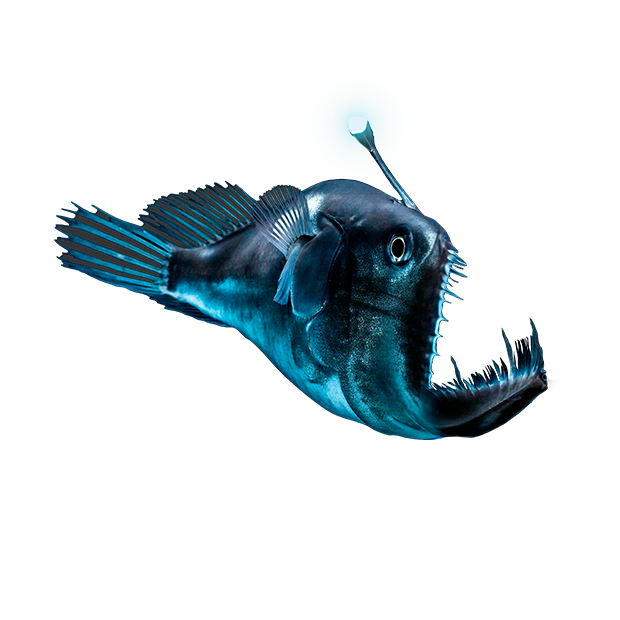 Imagem do peixe Diabo Negro